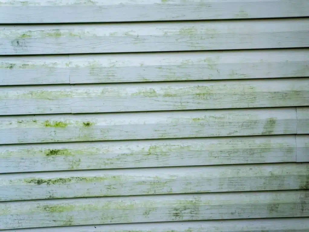 algae and mold on a siding