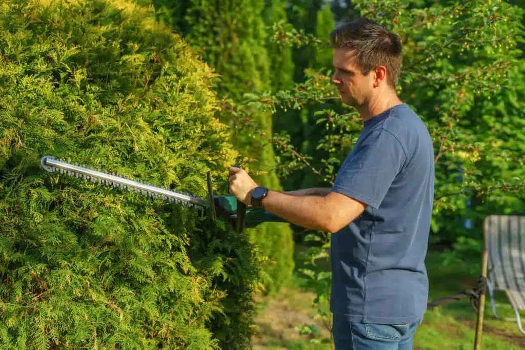 Man Cutting Hedge with a Trimmer in the Garden